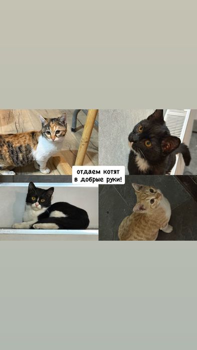 Котята, 4 месяца