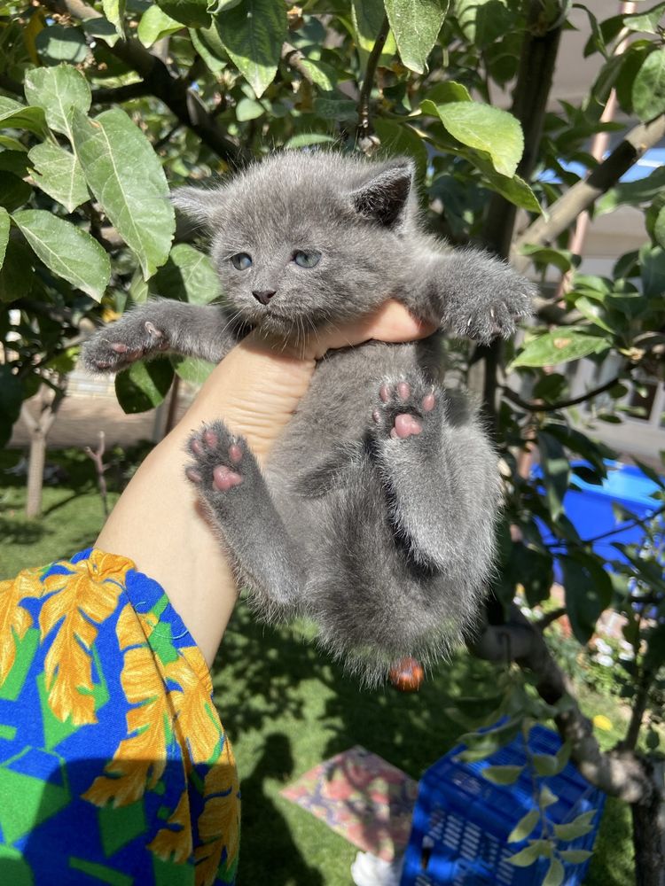 Маленькие котята страйты/ТАШКЕНТ