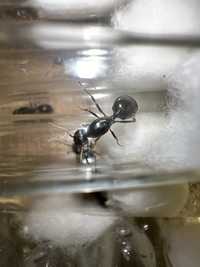 Messor cf. kasakorum(бурый муравей жнец)