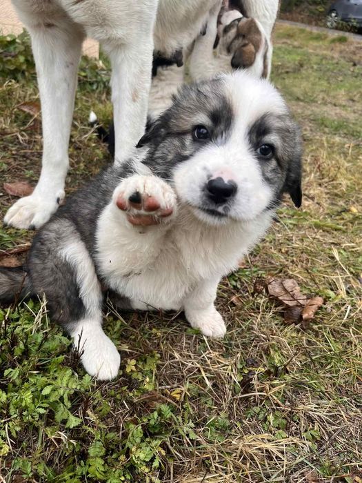 Подарявам кученца с майка от породата Рафейро де алентехо