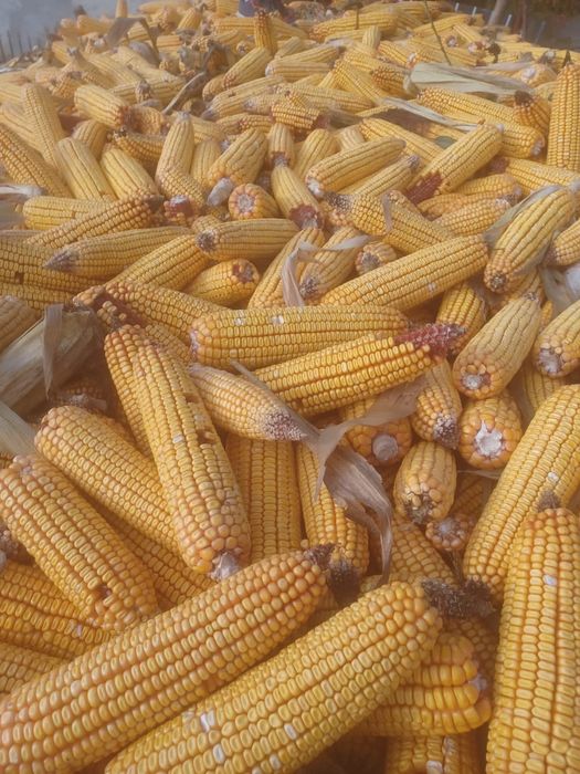 Vand porumb stiulete, soi pioneer, recolta 2025