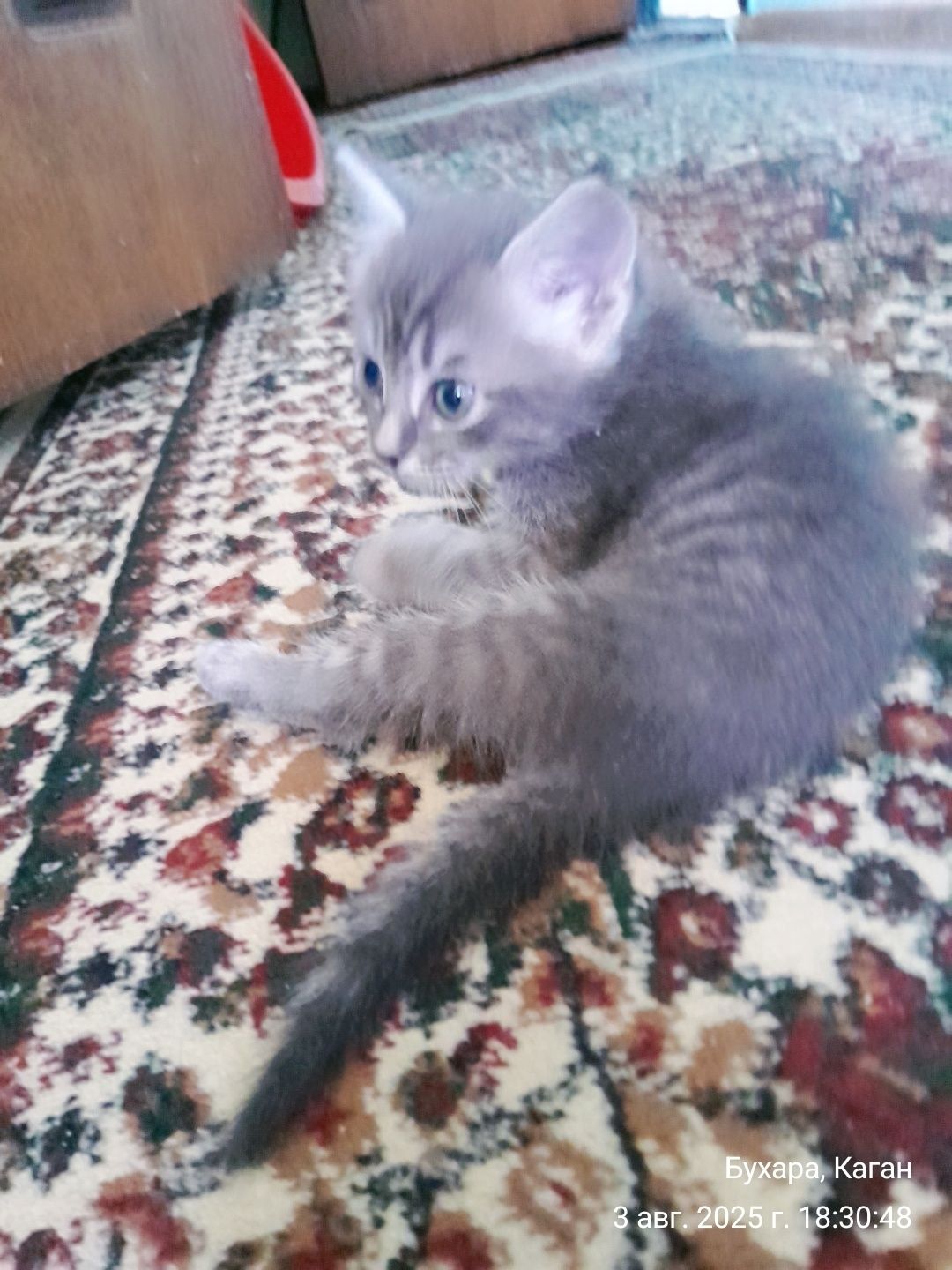 Котенок скоттиш страйд вислоухая и скоттиш фолд