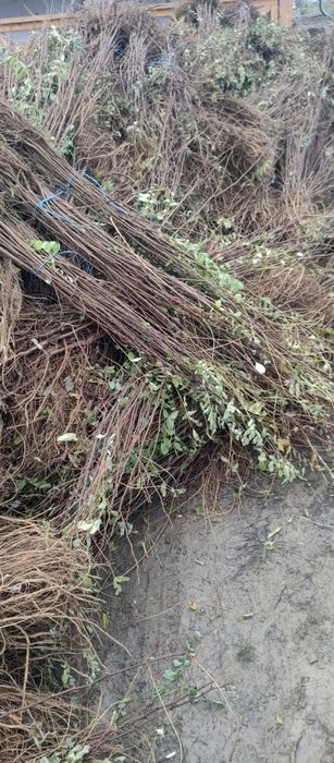 puieți de salcâm pentru împădurirea terenurilor degradate, agricole