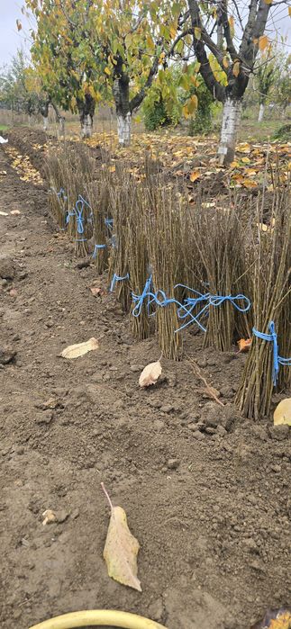 Подложки махалебка