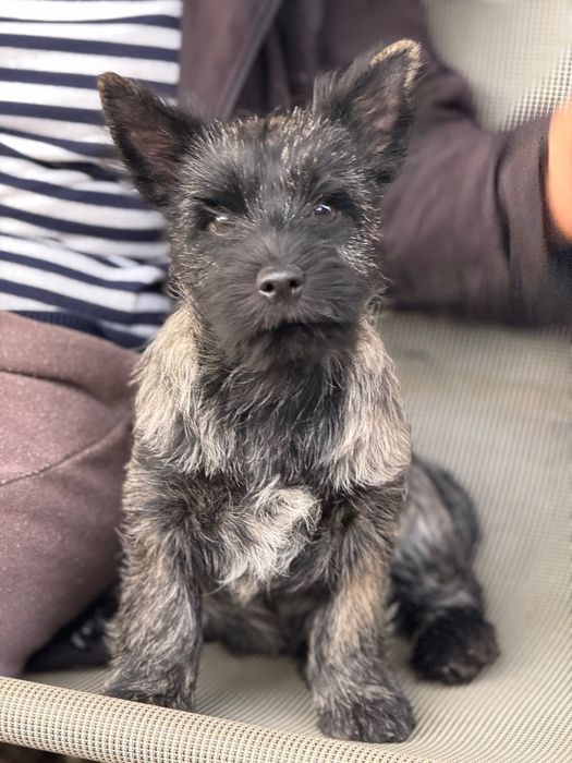 Cairn Terrier cu pedigree deosebit