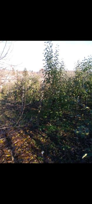 Овощна градина с насаждение от над 500 дръвчета
