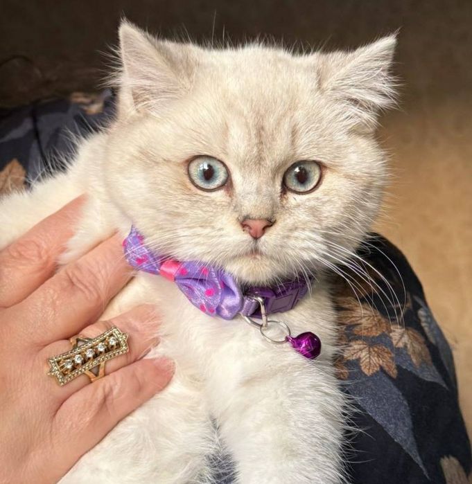 British Shorthair Chinchilla