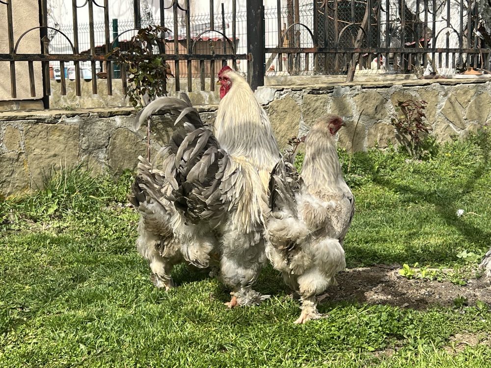 Продавам разплодни яйца от Брама Изабела/Brahma Isabella