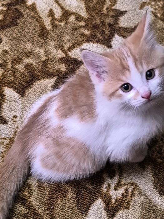 Отдаем милых рыжих котят в добрые руки