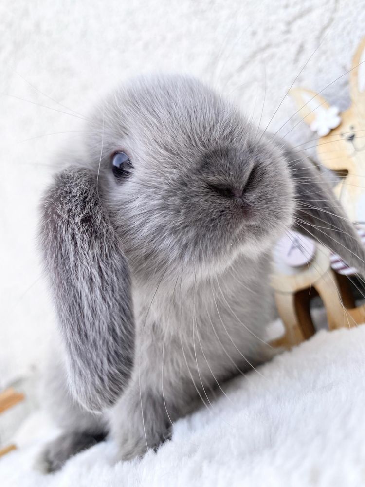 Iepuri pitici de companie berbec pitic/holland lop/mini lop