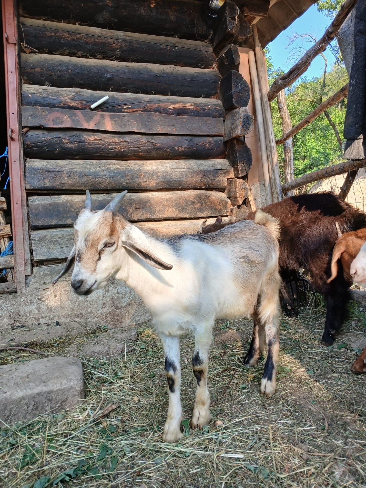 Vând țapișori de rasa