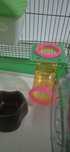 Cusca hamster echipata