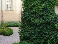 Puieti de iedera ( HEDERA HELIX) la pret de producator +alte specii