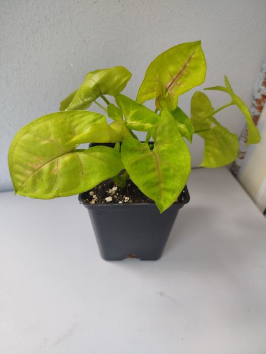 Продам   Сингониум