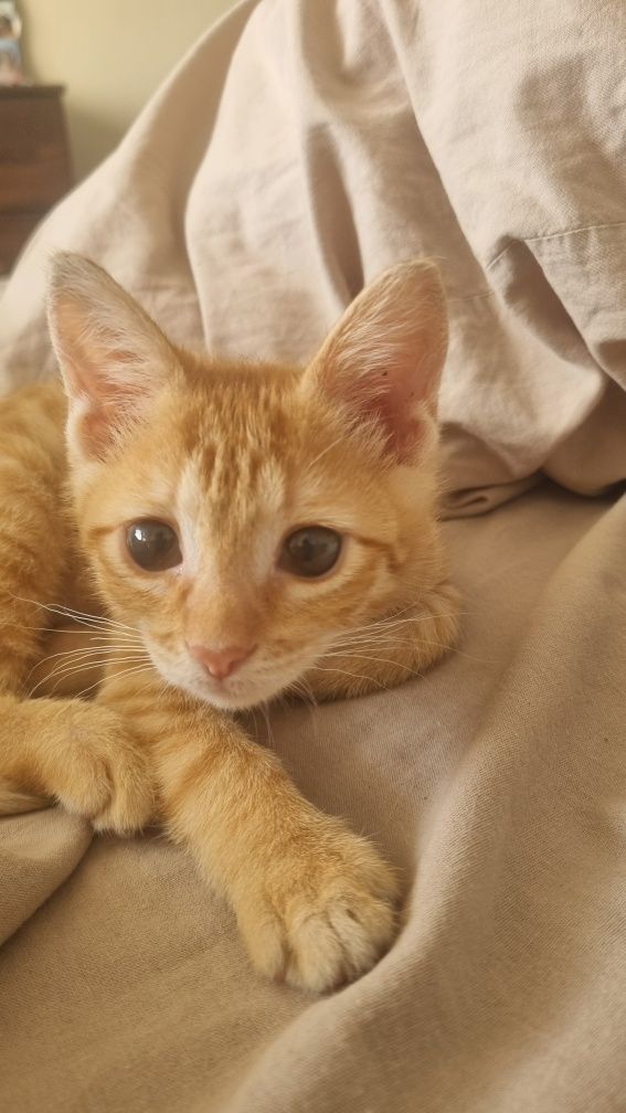 Кошечка 2 месяца