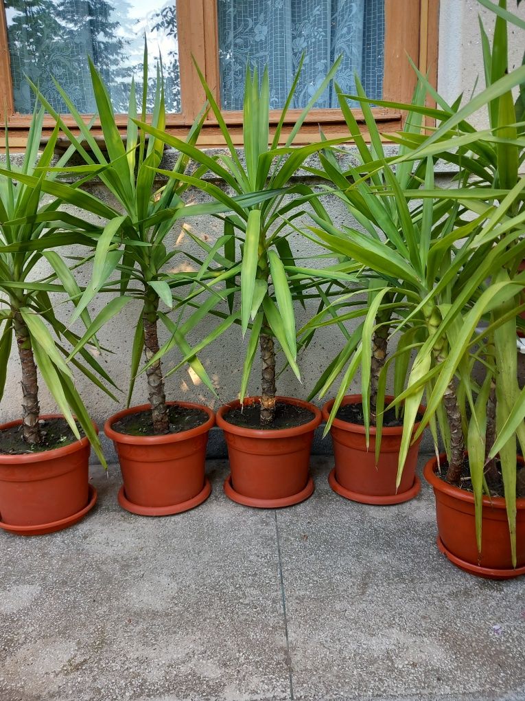 Yucca plante ornamentale și puiet de lămâi.