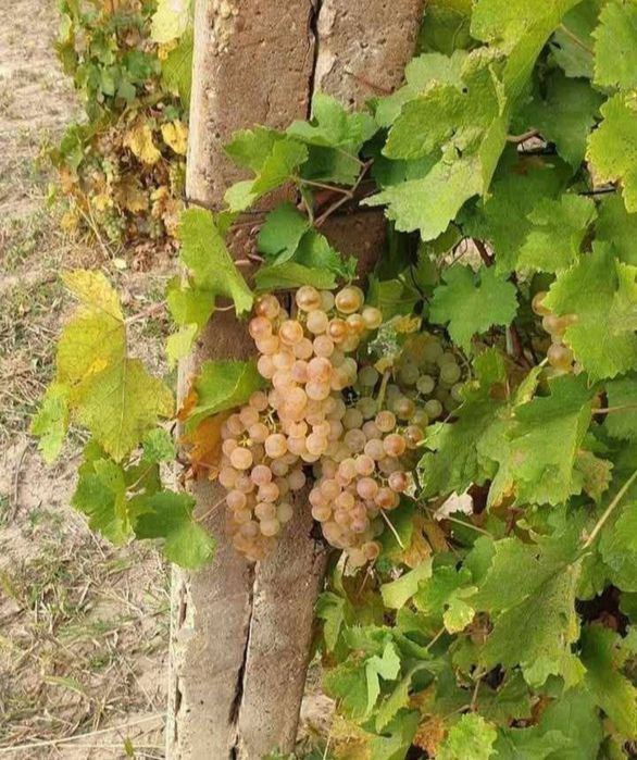 Struguri de vin Fetească, Merlot, Tămâioasă