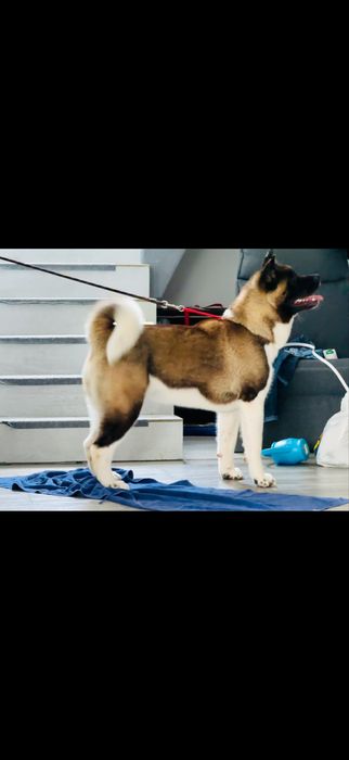 Akita American Femela Pedigree Tip A 2 ani