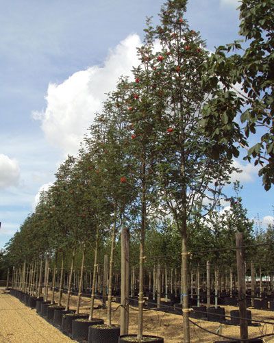 Sorbus, Fraxinus, Tilia, Fagus Sylvatica, Carpinus betulus, fastigiata