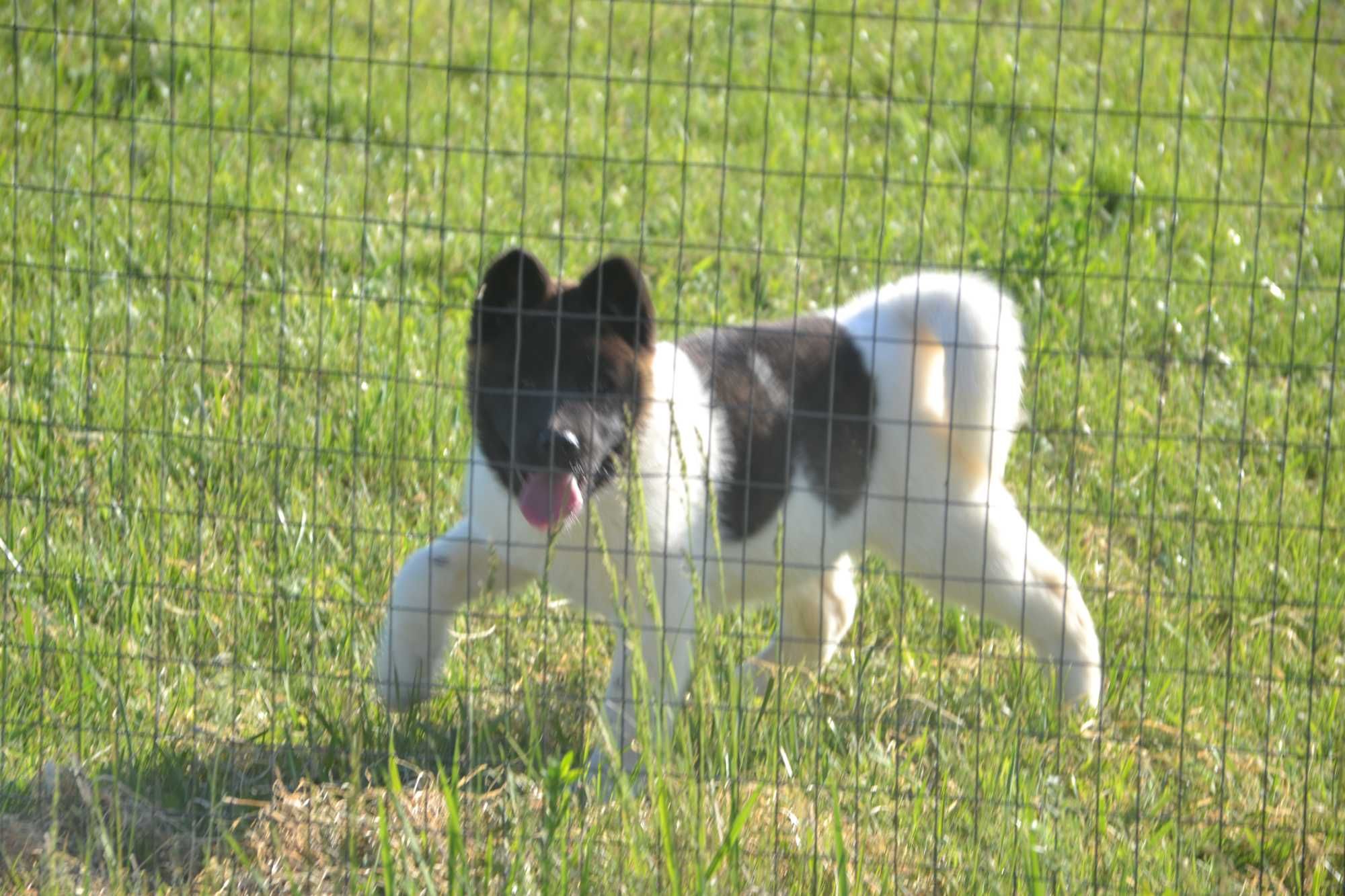 Vand un mascul de akita american cu pedigree