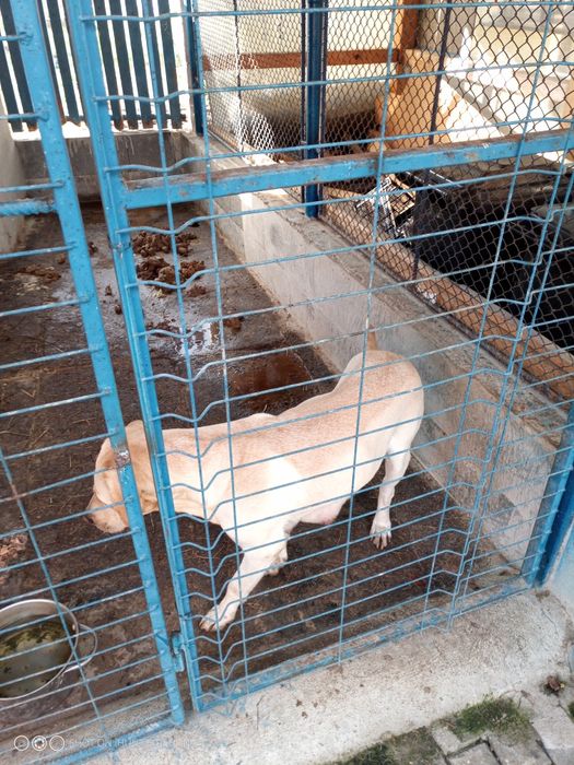 Donez căței labrador corciți