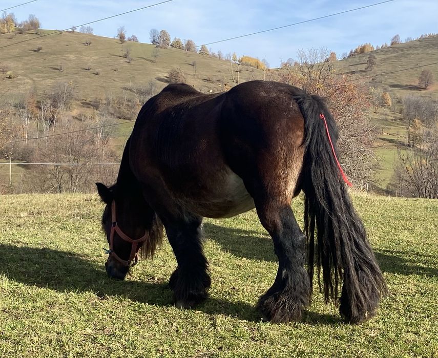 Iapa ardeneza gestanta in6 luni varsta 12 ani !!