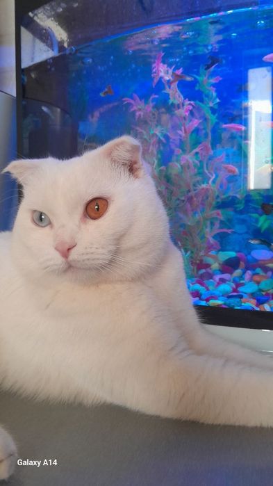 Кошка фолд очень умный