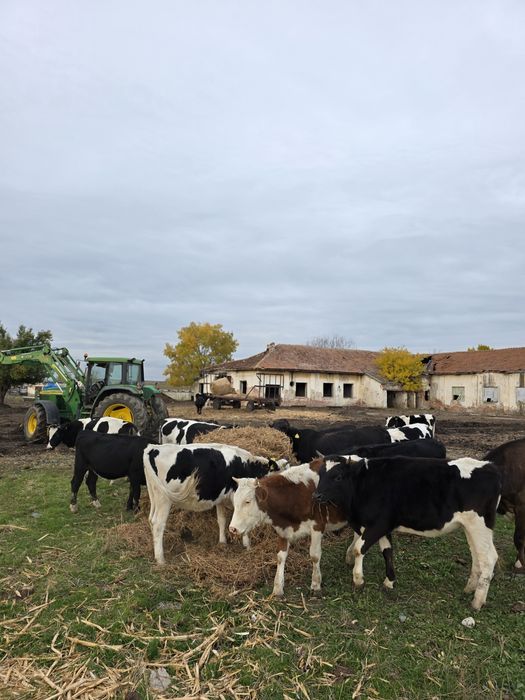 Vaci cu lapte si vitele