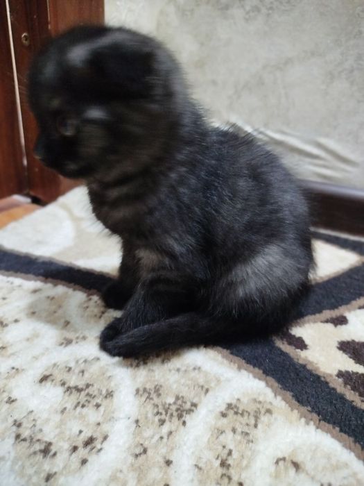 Продаю скоттиш фолд