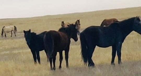 Жылқы еті. Жабағы соғым сатылады