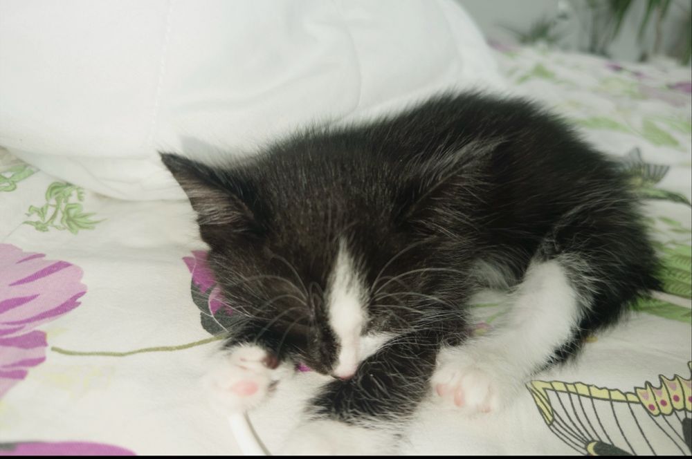 Котенок 1 месяц приучена к лотку