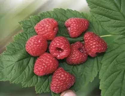 Саженцы Красной и Желтой Малины