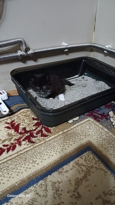 Котята Котята Котята