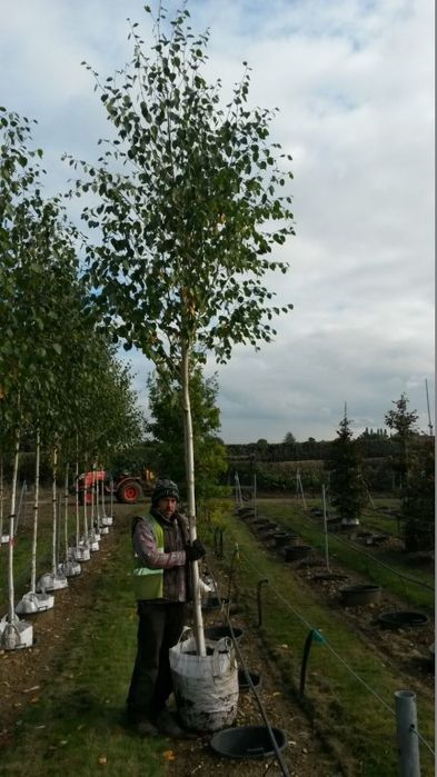 Tuia smarald, columnaris, occidentalis leylandii brabant tei mesteacan