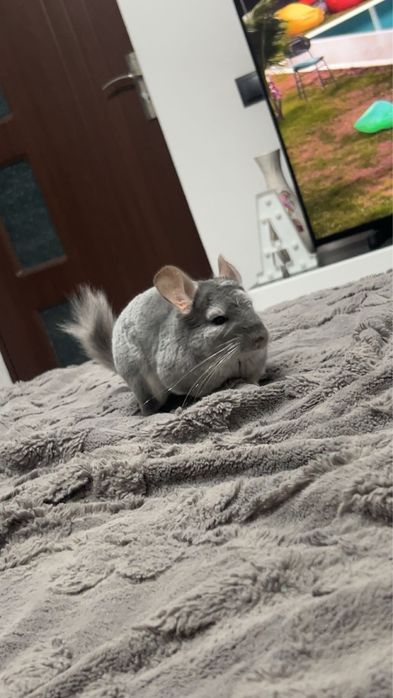 Chinchilla Diamond Blue