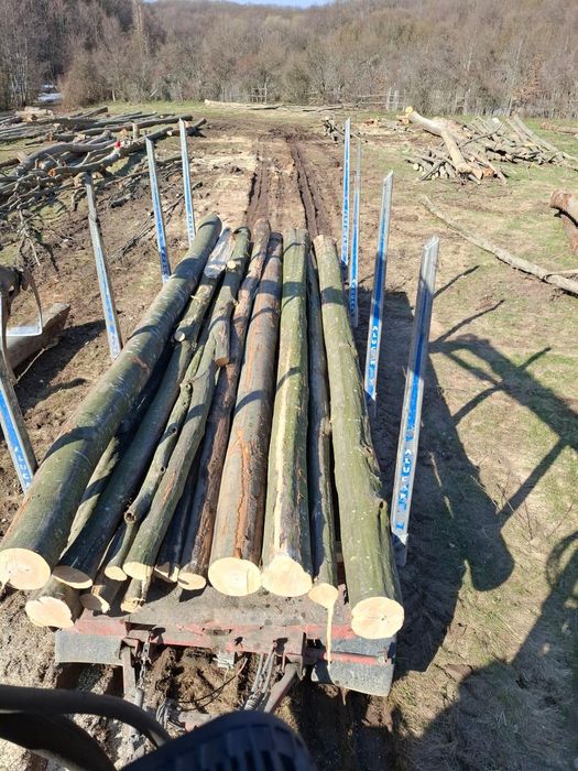 Lemn foc FAG, stejar , carpen , SALCAM