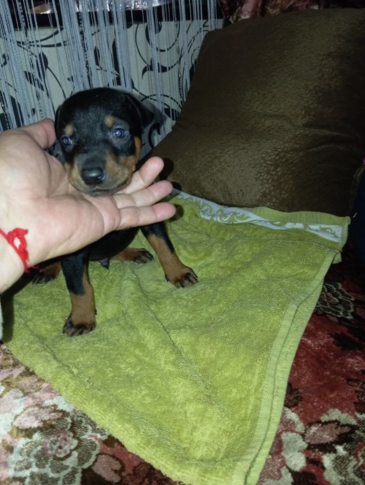 Продоеца щенок доберман