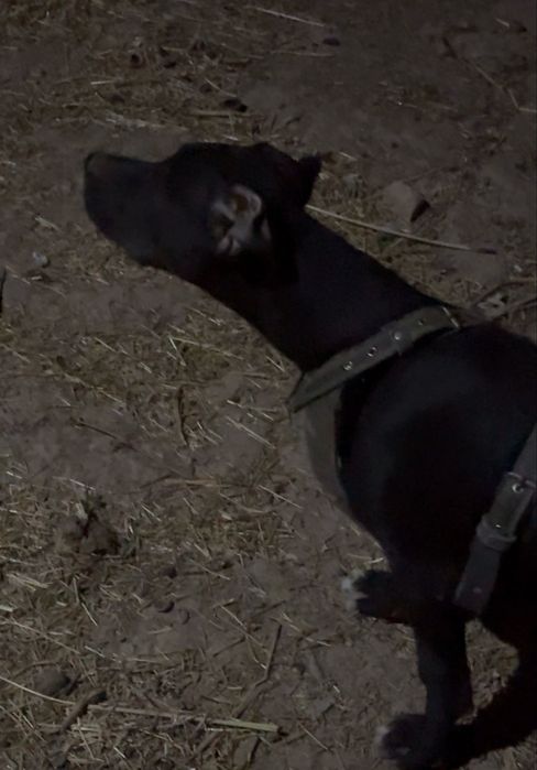 Amerikanskiy pidbul dakumentalari bor