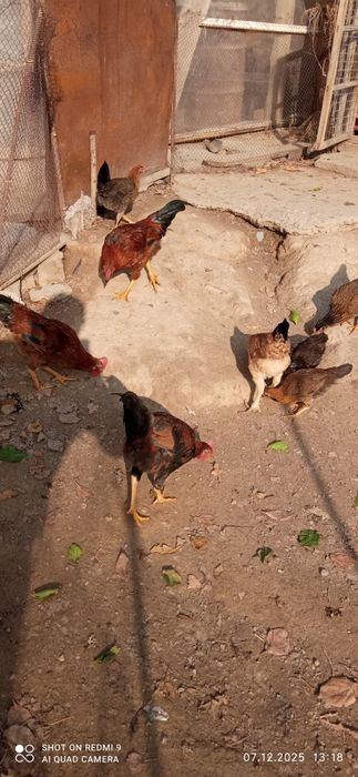 Жойдори хуроз сроча