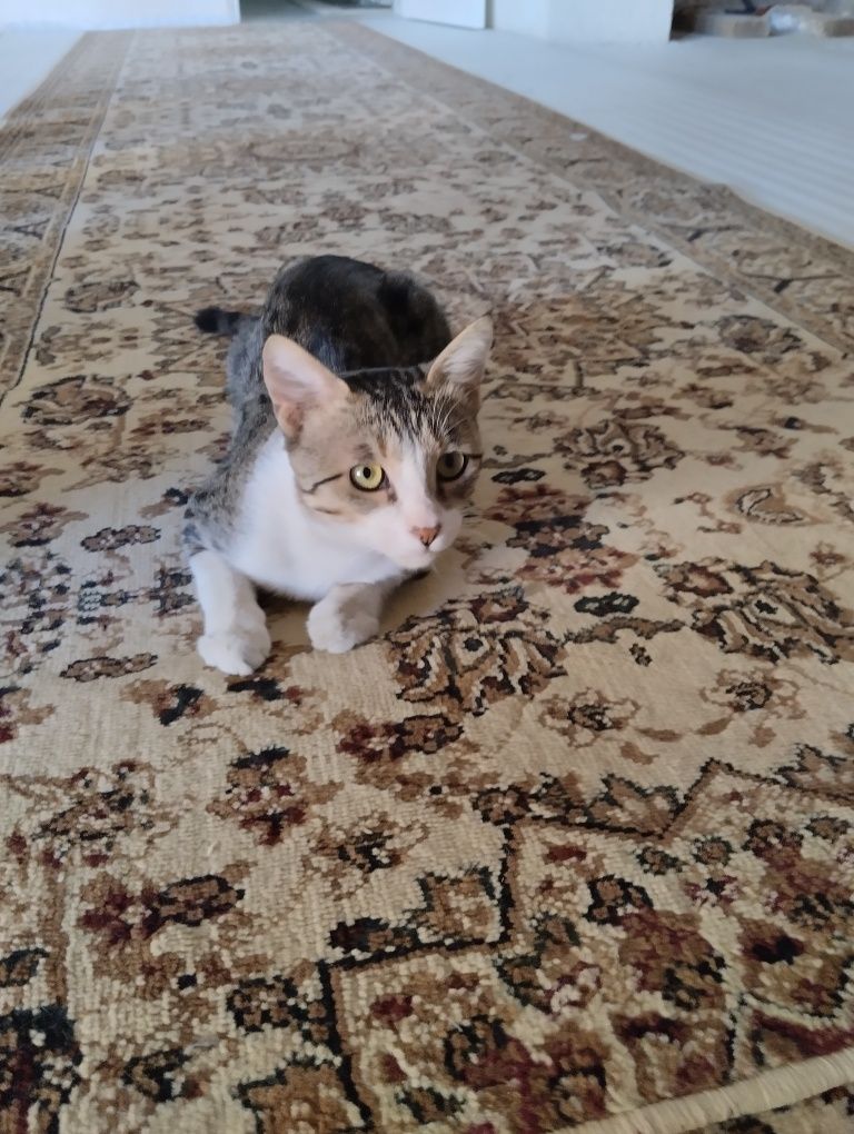 Продается котёнок