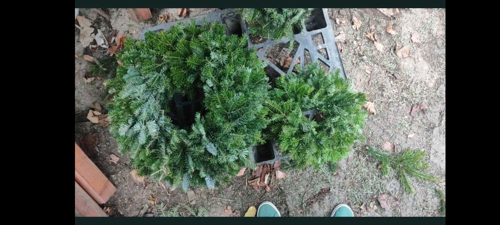 Pomisori brad natural . Coronite