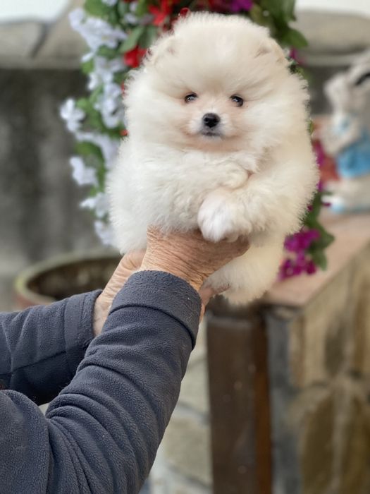 Померан мини