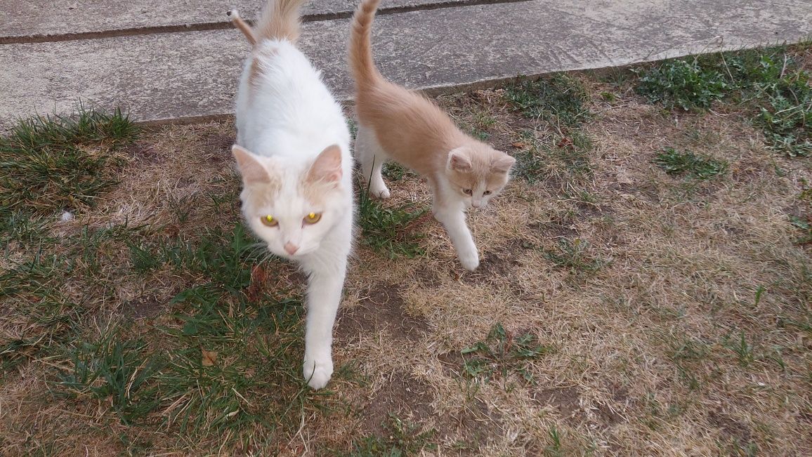 Падарявам котка с две малки котета