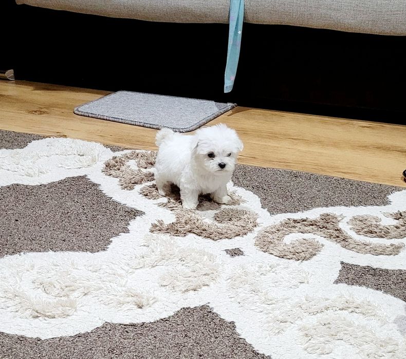 Bichon maltez toy