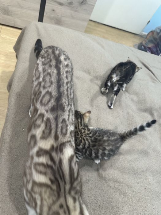 Бенгалски котета