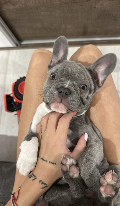 Френски Булдог Blue/син - женска