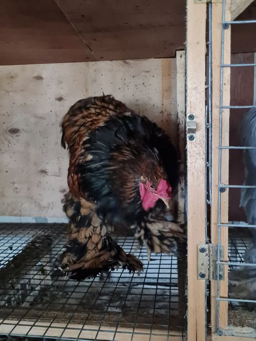 Cocosi brahma gold lanced