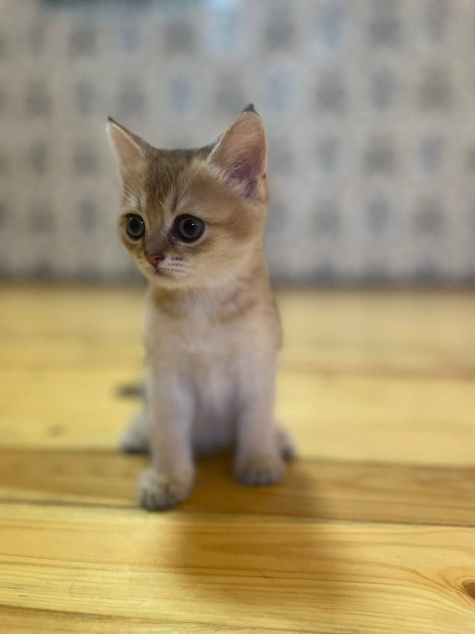 Мушук Скоттиш фолд