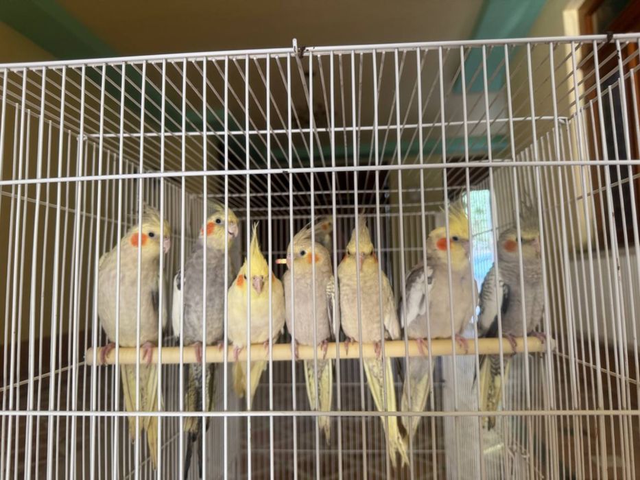 Попугай карелла