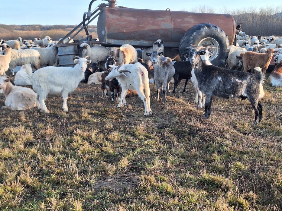 Capre de vanzare pe ales